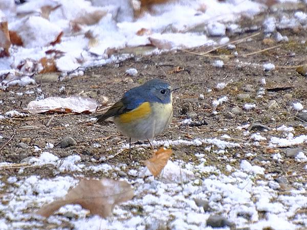 關西賞雪(八)‧寶之池賞鳥(Kansai Snow VIII