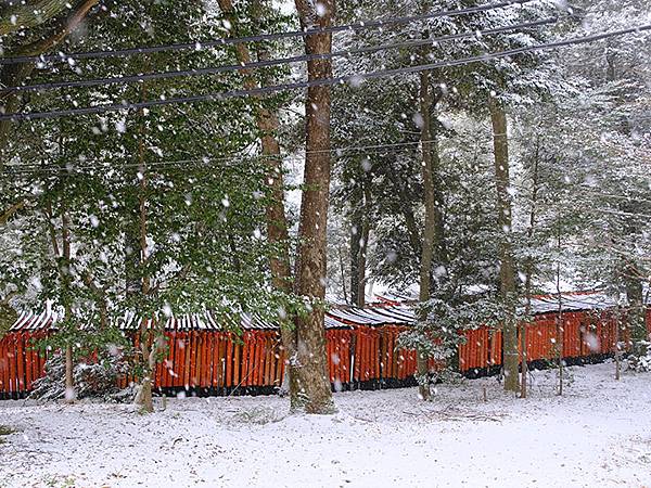 關西賞雪(九)‧伏見稻荷、光明院(Kansai Snow I