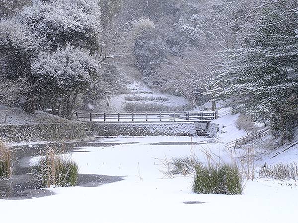 關西賞雪(九)‧伏見稻荷、光明院(Kansai Snow I