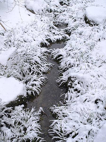 關西賞雪(九)‧伏見稻荷、光明院(Kansai Snow I