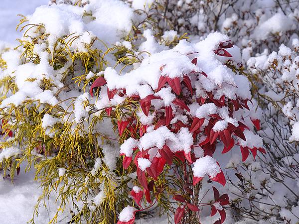關西賞雪(九)‧伏見稻荷、光明院(Kansai Snow I