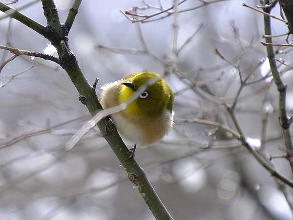 關西賞雪(八)‧寶之池賞鳥(Kansai Snow VIII