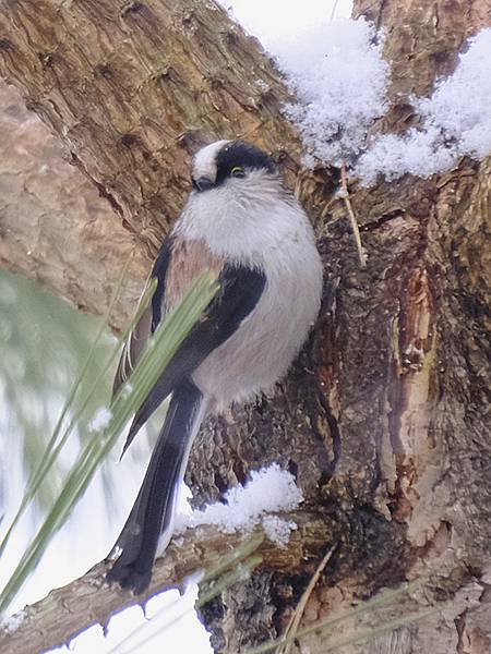 關西賞雪(八)‧寶之池賞鳥(Kansai Snow VIII