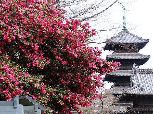 日本‧名古屋(十八)‧鶴舞公園、興正寺(Nagoya XVI