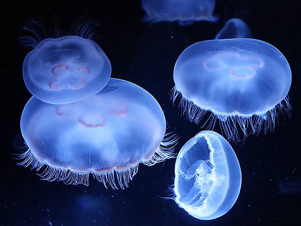 日本‧名古屋(二十)‧水族館(Nagoya XX)