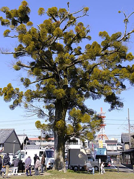 日本‧美濃太田(Mino Ota)