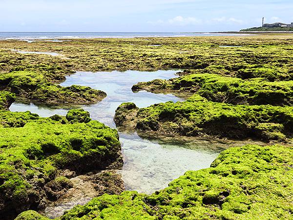 台灣‧綠島(下)‧潮間帶和過山古道生物觀察(Green Is