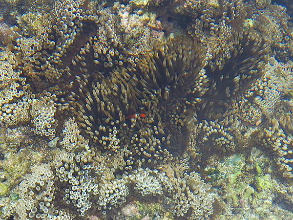 台灣‧綠島(下)‧潮間帶和過山古道生物觀察(Green Is