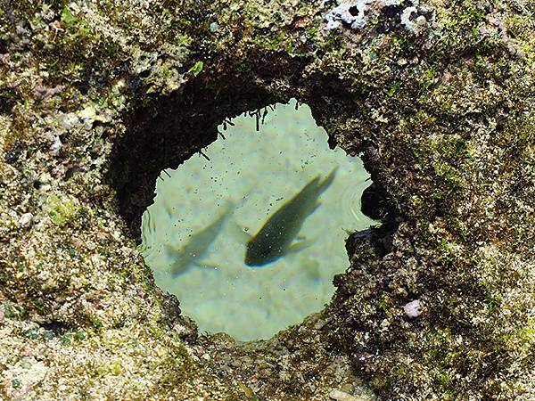 台灣‧綠島(下)‧潮間帶和過山古道生物觀察(Green Is