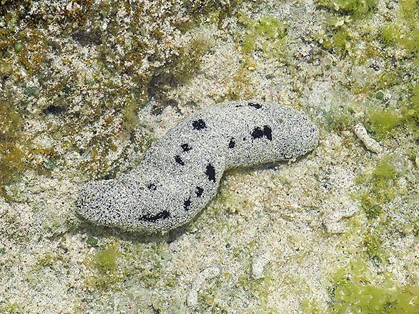 台灣‧綠島(下)‧潮間帶和過山古道生物觀察(Green Is