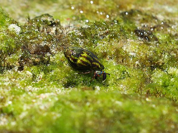 台灣‧綠島(下)‧潮間帶和過山古道生物觀察(Green Is