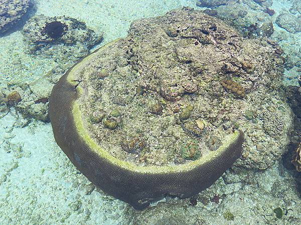 台灣‧綠島(下)‧潮間帶和過山古道生物觀察(Green Is