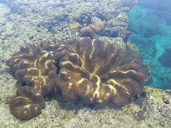 台灣‧綠島(下)‧潮間帶和過山古道生物觀察(Green Is