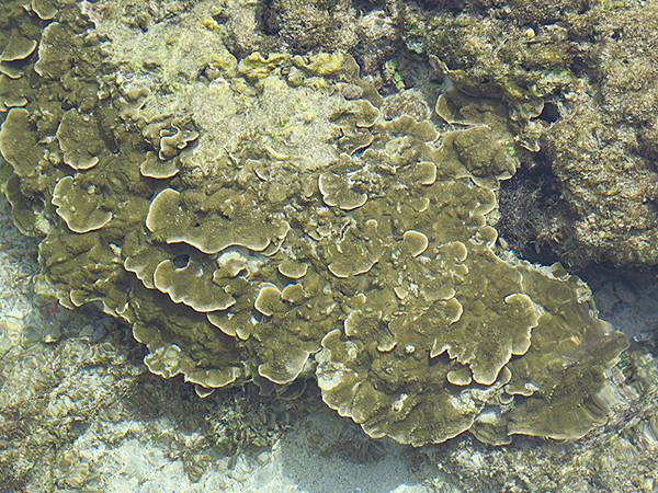 台灣‧綠島(下)‧潮間帶和過山古道生物觀察(Green Is