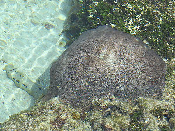 台灣‧綠島(下)‧潮間帶和過山古道生物觀察(Green Is