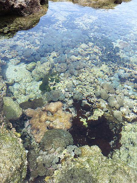 台灣‧綠島(下)‧潮間帶和過山古道生物觀察(Green Is