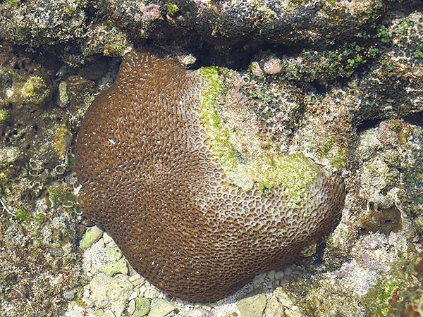 台灣‧綠島(下)‧潮間帶和過山古道生物觀察(Green Is