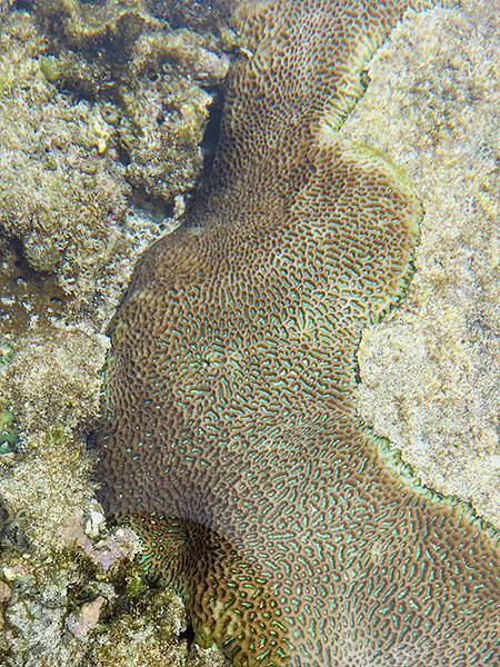 台灣‧綠島(下)‧潮間帶和過山古道生物觀察(Green Is