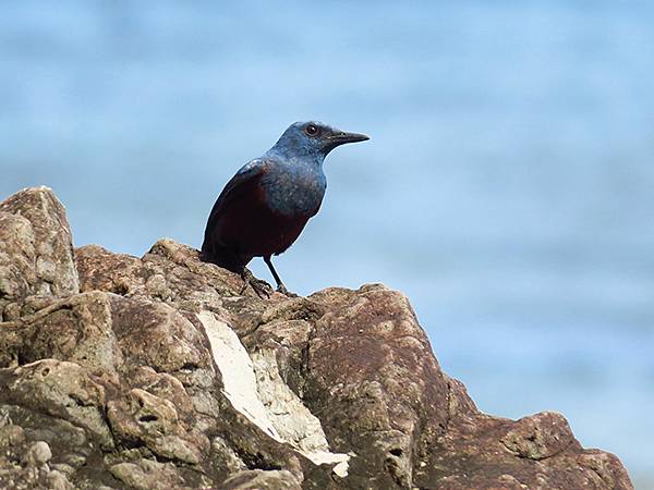 台灣‧綠島(下)‧潮間帶和過山古道生物觀察(Green Is