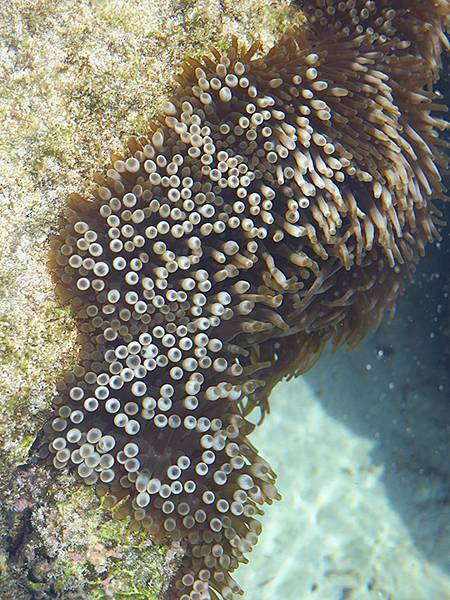 台灣‧綠島(下)‧潮間帶和過山古道生物觀察(Green Is