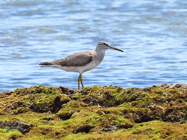 台灣‧綠島(下)‧潮間帶和過山古道生物觀察(Green Is