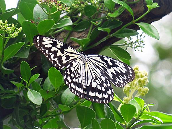 台灣‧綠島(下)‧潮間帶和過山古道生物觀察(Green Is
