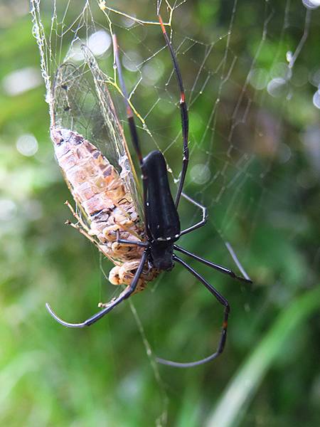 台灣‧綠島(下)‧潮間帶和過山古道生物觀察(Green Is