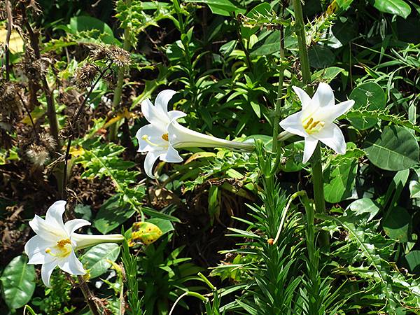 台灣‧綠島(下)‧潮間帶和過山古道生物觀察(Green Is