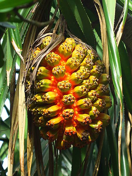 台灣‧綠島(下)‧潮間帶和過山古道生物觀察(Green Is