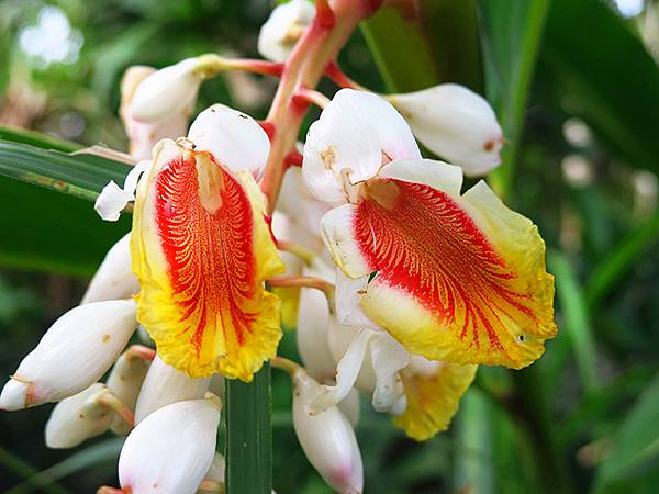 台灣‧綠島(下)‧潮間帶和過山古道生物觀察(Green Is