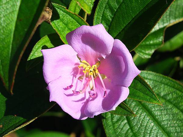 台灣‧綠島(下)‧潮間帶和過山古道生物觀察(Green Is