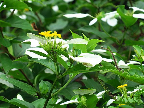 台灣‧綠島(下)‧潮間帶和過山古道生物觀察(Green Is