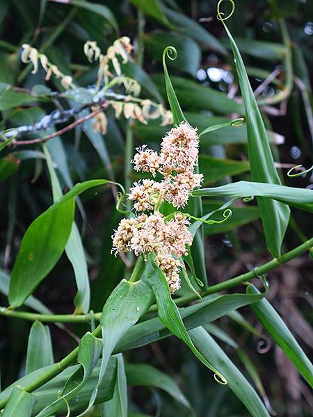 台灣‧綠島(下)‧潮間帶和過山古道生物觀察(Green Is