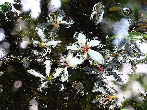 台灣‧基隆(十)‧大武崙山(Dawulun Mt.)