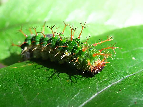 台灣‧基隆(十)‧大武崙山(Dawulun Mt.)