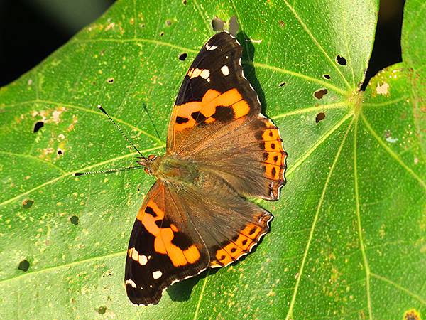 台灣‧基隆(十)‧大武崙山(Dawulun Mt.)