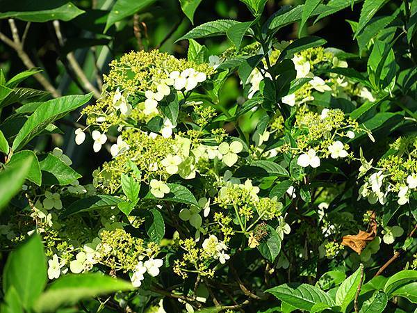 台灣‧基隆(十)‧大武崙山(Dawulun Mt.)