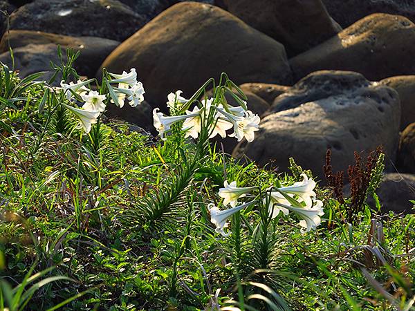 台灣‧基隆(十)‧大武崙山(Dawulun Mt.)