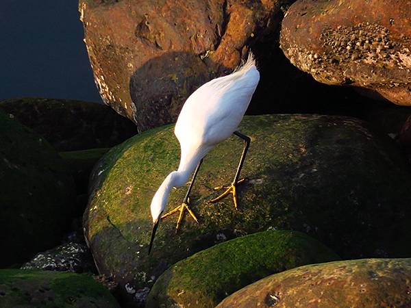 台灣‧基隆(十)‧大武崙山(Dawulun Mt.)