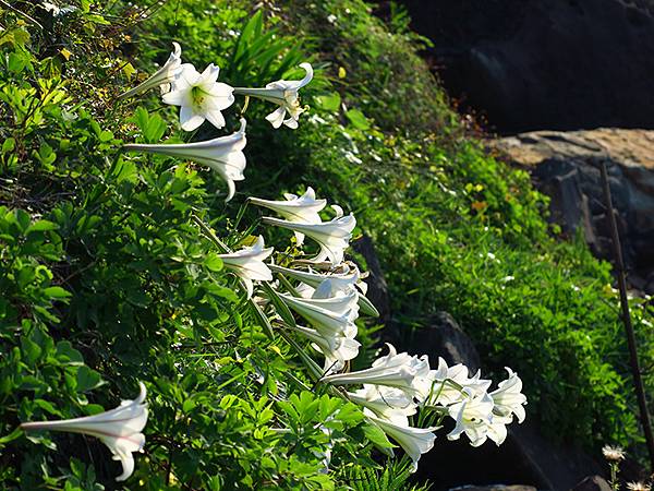 台灣‧基隆(十)‧大武崙山(Dawulun Mt.)