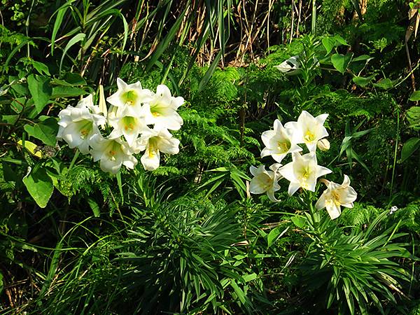 台灣‧基隆(十)‧大武崙山(Dawulun Mt.)