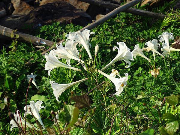 台灣‧基隆(十)‧大武崙山(Dawulun Mt.)
