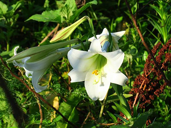 台灣‧基隆(十)‧大武崙山(Dawulun Mt.)