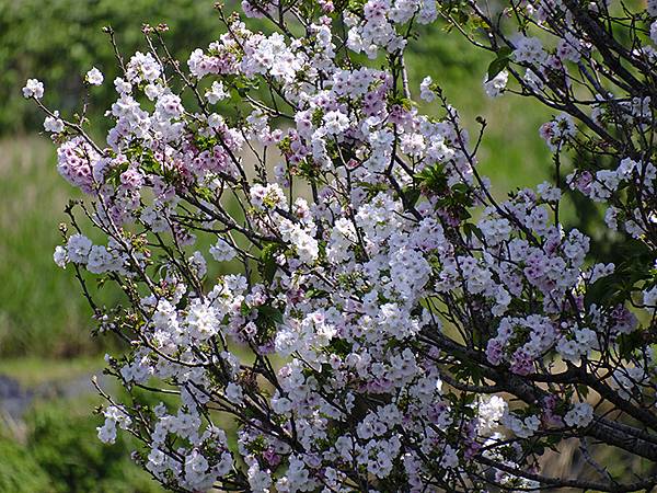 台灣‧宜蘭(二十七)‧礁溪三月花鳥(Jiaoxi Bird 台灣‧宜蘭(二十七)‧礁溪三月花鳥(Jiaoxi Bird