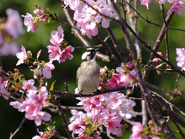 台灣‧宜蘭(二十七)‧礁溪三月花鳥(Jiaoxi Bird 