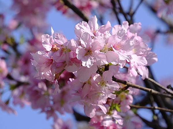 台灣‧宜蘭(二十七)‧礁溪三月花鳥(Jiaoxi Bird 