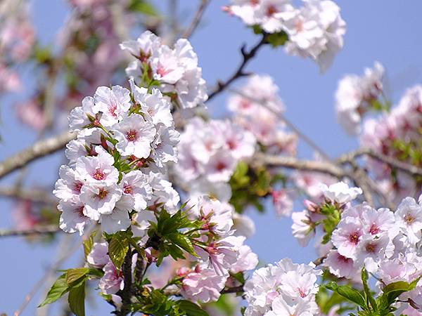 台灣‧宜蘭(二十七)‧礁溪三月花鳥(Jiaoxi Bird 台灣‧宜蘭(二十七)‧礁溪三月花鳥(Jiaoxi Bird
