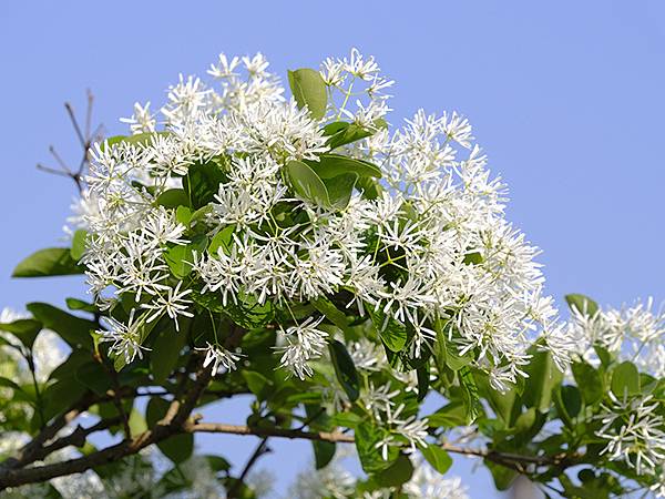 台灣‧宜蘭(二十七)‧礁溪三月花鳥(Jiaoxi Bird 台灣‧宜蘭(二十七)‧礁溪三月花鳥(Jiaoxi Bird