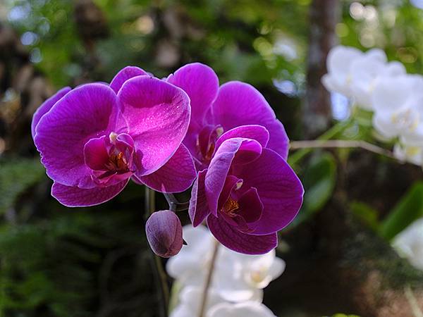 台灣‧宜蘭(二十七)‧礁溪三月花鳥(Jiaoxi Bird 台灣‧宜蘭(二十七)‧礁溪三月花鳥(Jiaoxi Bird