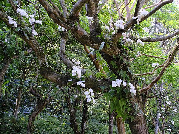台灣‧宜蘭(二十七)‧礁溪三月花鳥(Jiaoxi Bird 台灣‧宜蘭(二十七)‧礁溪三月花鳥(Jiaoxi Bird
